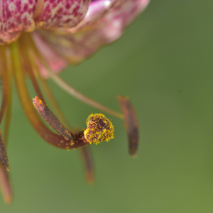 Photographie n°2457473 du taxon Lilium martagon L.