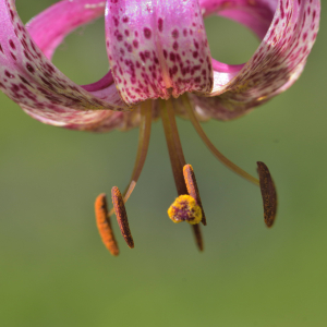 Photographie n°2457474 du taxon Lilium martagon L.