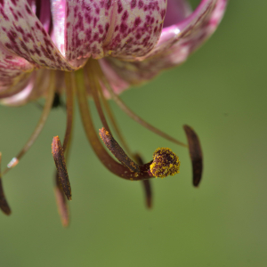 Photographie n°2457476 du taxon Lilium martagon L.