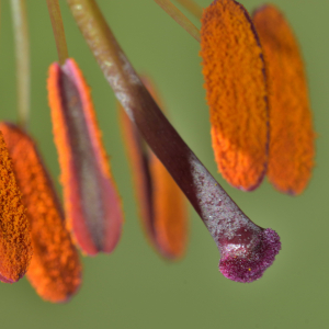 Photographie n°2457477 du taxon Lilium martagon L.