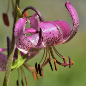 Photographie n°2457478 du taxon Lilium martagon L.