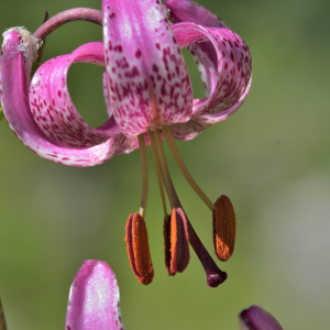 Photographie n°2457479 du taxon Lilium martagon L.