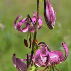 Photographie n°2457480 du taxon Lilium martagon L.