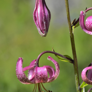 Photographie n°2457481 du taxon Lilium martagon L.