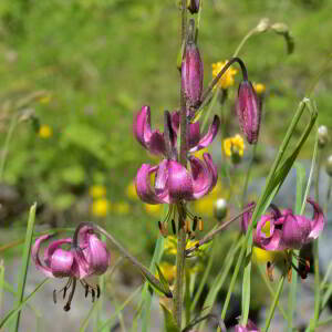 Photographie n°2457483 du taxon Lilium martagon L.