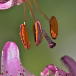 Photographie n°2457485 du taxon Lilium martagon L.