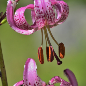 Photographie n°2457486 du taxon Lilium martagon L.