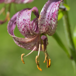 Photographie n°2457487 du taxon Lilium martagon L.