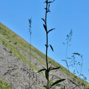 Photographie n°2457488 du taxon Lilium martagon L.