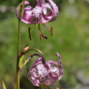 Photographie n°2457490 du taxon Lilium martagon L.