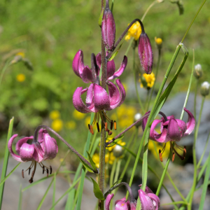 Photographie n°2457491 du taxon Lilium martagon L.