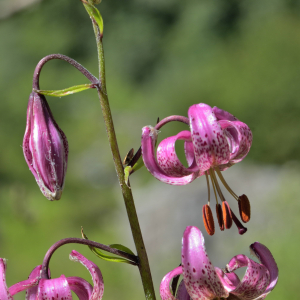 Photographie n°2457492 du taxon Lilium martagon L.