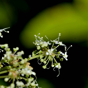 Photographie n°2457496 du taxon Angelica razulii Gouan [1773]