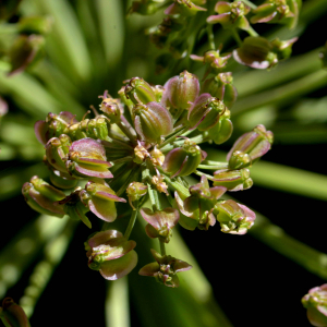 Photographie n°2457501 du taxon Angelica razulii Gouan [1773]