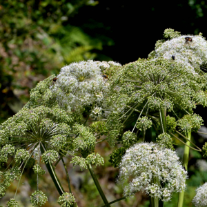 Photographie n°2457507 du taxon Angelica razulii Gouan [1773]