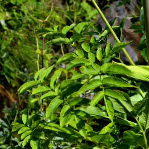 Photographie n°2457509 du taxon Angelica razulii Gouan [1773]