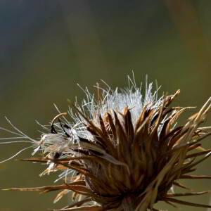 Photographie n°2457512 du taxon Carduus nutans L. [1753]