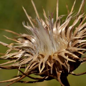 Photographie n°2457516 du taxon Carduus nutans L. [1753]