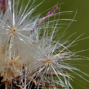 Photographie n°2457520 du taxon Carduus nutans L. [1753]