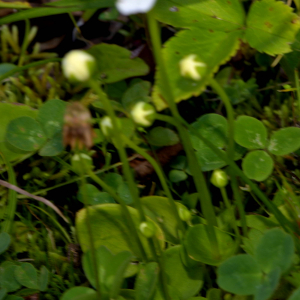 Photographie n°2457622 du taxon Parnassia palustris L. [1753]