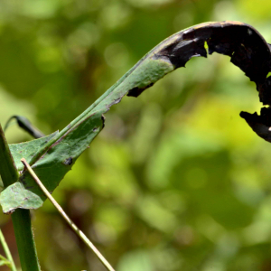 Photographie n°2457634 du taxon Prenanthes purpurea L. [1753]