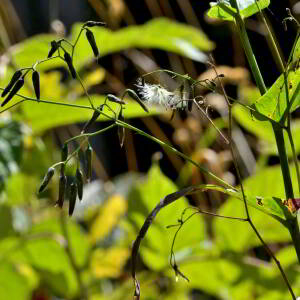 Photographie n°2457636 du taxon Prenanthes purpurea L. [1753]