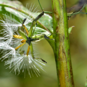 Photographie n°2457637 du taxon Prenanthes purpurea L. [1753]