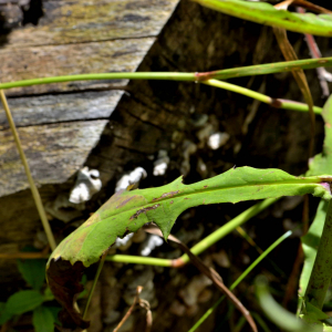 Photographie n°2457641 du taxon Prenanthes purpurea L. [1753]