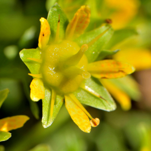 Photographie n°2457647 du taxon Saxifraga aizoides L. [1753]