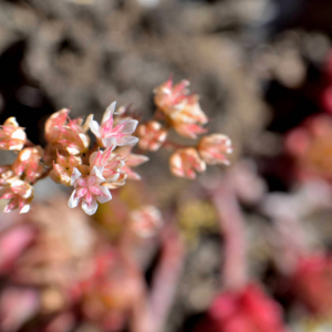 Photographie n°2457652 du taxon Sedum album L. [1753]