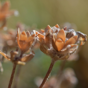 Photographie n°2457658 du taxon Androsace villosa L. [1753]