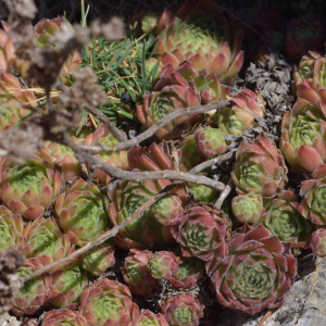 Photographie n°2457695 du taxon Sempervivum montanum L. [1753]