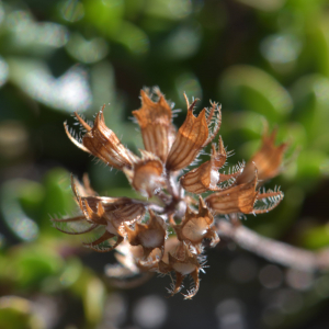 Photographie n°2457703 du taxon Thymus praecox Opiz [1824]