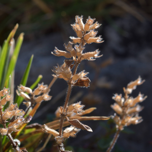 Photographie n°2457705 du taxon Thymus praecox Opiz [1824]