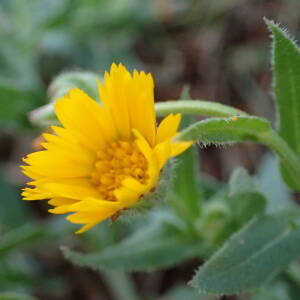 Photographie n°2457723 du taxon Calendula arvensis L.