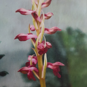  - Anacamptis coriophora subsp. martrinii (Timb.-Lagr.) Jacquet & Scappat.