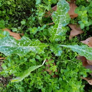 Photographie n°2457790 du taxon Silybum marianum (L.) Gaertn.