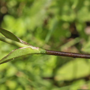 Photographie n°2457839 du taxon Viscaria vulgaris Bernh. [1800]