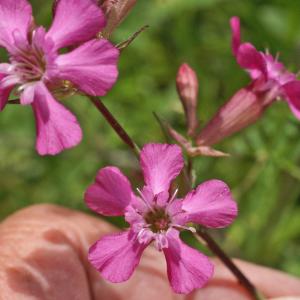 Photographie n°2457841 du taxon Viscaria vulgaris Bernh. [1800]