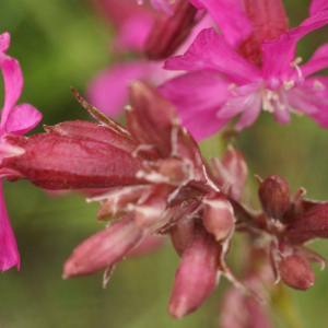 Photographie n°2457846 du taxon Viscaria vulgaris Bernh. [1800]