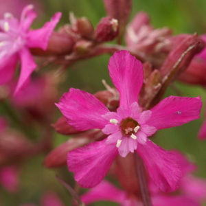 Photographie n°2457847 du taxon Viscaria vulgaris Bernh. [1800]