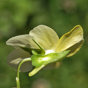 Photographie n°2457875 du taxon Viola tricolor subsp. saxatilis (F.W.Schmidt) Arcang. [1882]