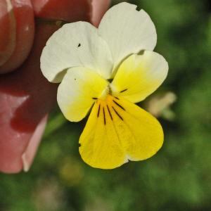 Photographie n°2457878 du taxon Viola tricolor subsp. saxatilis (F.W.Schmidt) Arcang. [1882]