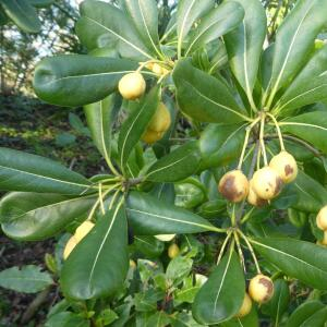 Photographie n°2457898 du taxon Pittosporum tobira (Thunb.) W.T.Aiton