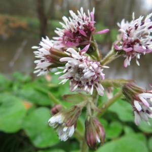 Photographie n°2457939 du taxon Petasites pyrenaicus (L.) G.López [1986]