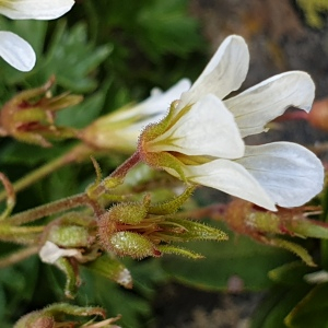 Photographie n°2457997 du taxon Saxifraga geranioides L. [1755]