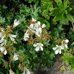 Photographie n°2457998 du taxon Saxifraga geranioides L. [1755]