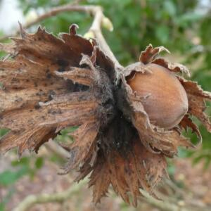 Photographie n°2458080 du taxon Corylus avellana L.