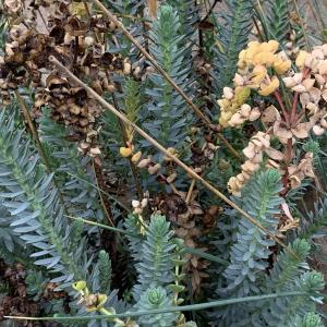 Photographie n°2458133 du taxon Euphorbia paralias L. [1753]