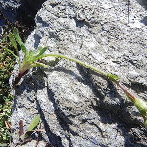  - Saxifraga seguieri Spreng. [1807]